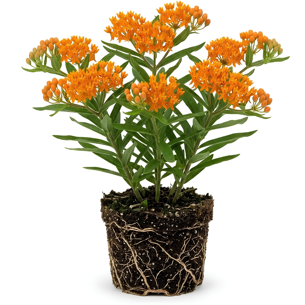 Milkweed Plant Live, Well-Rooted 4-6" Potted Plant, Cold-Hardy Butterfly Host Plant for Sunny Patios and Landscapes