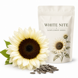 40 White Nite Sunflower Seeds, Non-GMO, Fast Growing, Heirloom Flower Seeds, Creamy White Elegant Blooms for Gardens