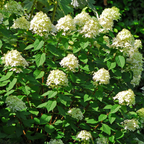 Limelight Hydrangea Shrub Live Plant | 1 Quart Pot | Low Maintenance Flowering Deciduous Tree Alternative | Robust Established Plant for Landscapes