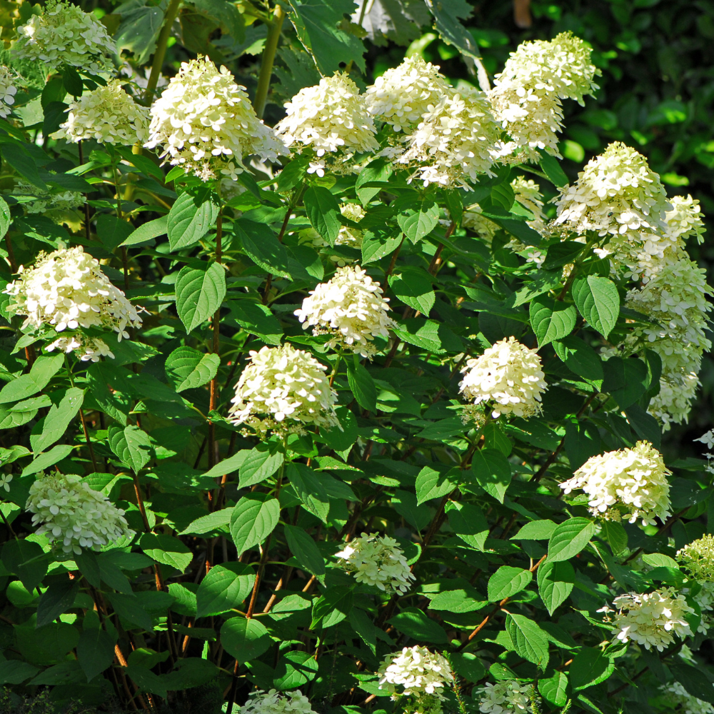 Limelight Hydrangea Shrub Live Plant | 1 Quart Pot | Low Maintenance Flowering Deciduous Tree Alternative | Robust Established Plant for Landscapes