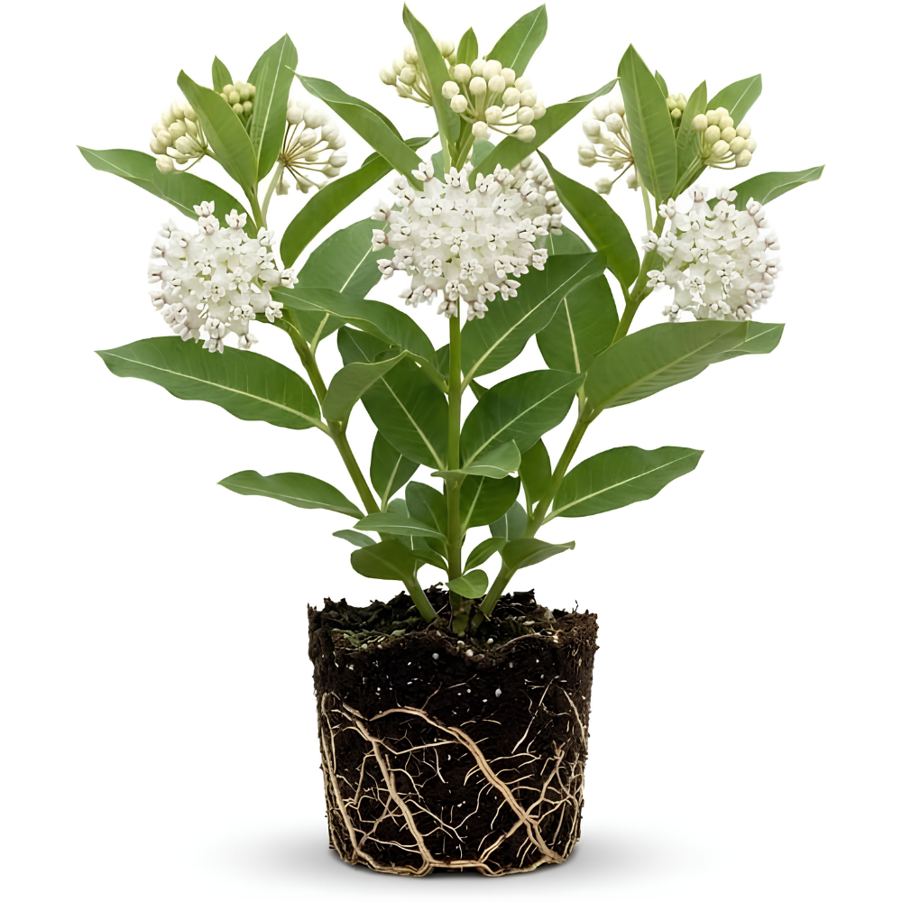 Milkweed Plant Live, Well-Rooted 4-6" Potted Plant, Cold-Hardy Butterfly Host Plant for Sunny Patios and Landscapes