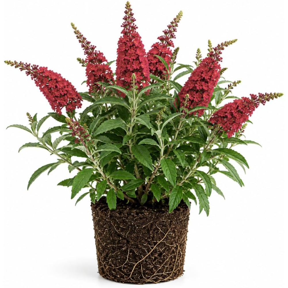 Butterfly Bush Live Plant – Raspberry Buddleia, 4-6 Inch Tall Starter, Vibrant Pink-Red Flowering Shrub for Backyard and Garden Rows