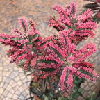 Kalanchoe Pink Butterfly Live Plant – 2 Inch Pot | Unique Succulent Houseplant | Easy-Care Indoor Decorative Plant