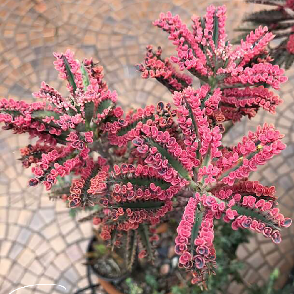 Kalanchoe Pink Butterfly Live Plant – 2 Inch Pot | Unique Succulent Houseplant | Easy-Care Indoor Decorative Plant