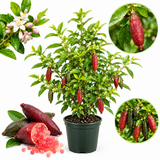 Red Finger Limes Fresh Trees | 1 Gallon Live Potted Citrus Plant | Unique, Juicy Citrus Trees for Indoor & Outdoor Spaces (No Ship to CA,HI,AK)