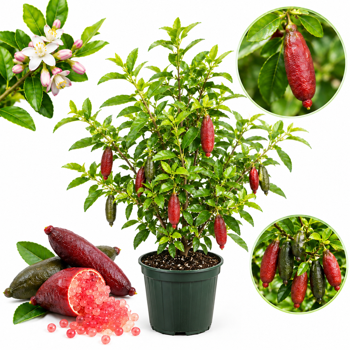 Red Finger Limes Fresh Trees | 1 Gallon Live Potted Citrus Plant | Unique, Juicy Citrus Trees for Indoor & Outdoor Spaces (No Ship to CA,HI,AK)