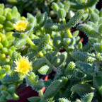 2 Rare Live Succulent Cactus Plants, Pickle Plant Delosperma Echinatum 2 Inch Potted, Unique Succulent for Indoor Display and Collections