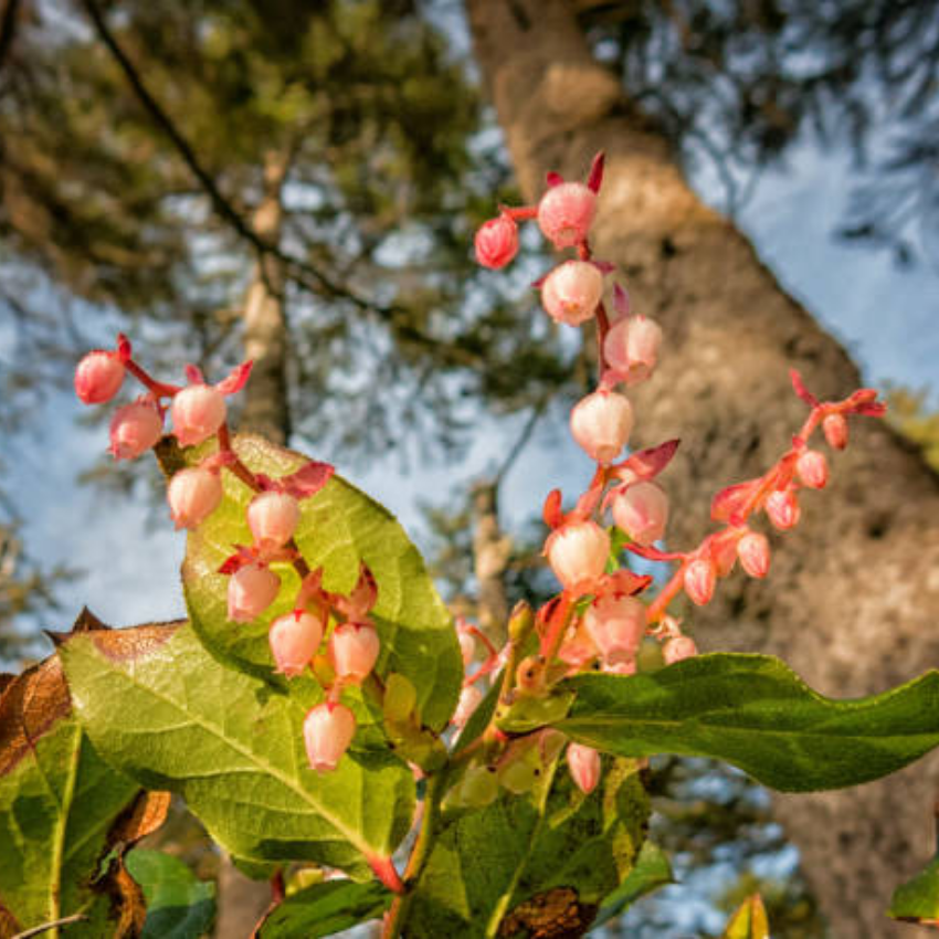 Live Salal, 4" Bare Root Starter Plant, Cold-Hardy Gaultheria Shallon Evergreen, Well-Rooted Native Shrub for Shade Gardens