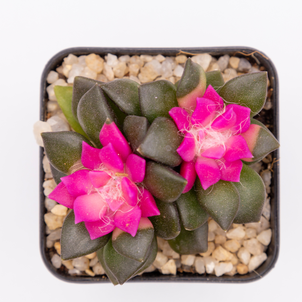 Anacampseros Telephiastrum, Variegatum Sunrise Succulent in 2 Inch Pot, Perfect for Indoor Accent Décor, Minimalist Spaces & Gift Giving