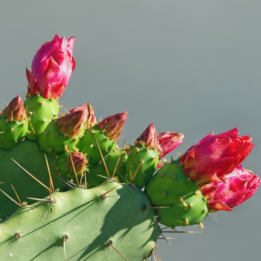 Red Easter Cactus Live Plant | Spring Easter Cactus 3 Inch Tall | Vibrant Red Blooms | Easter Cactus Plants Live for Desk, Shelf or Gift