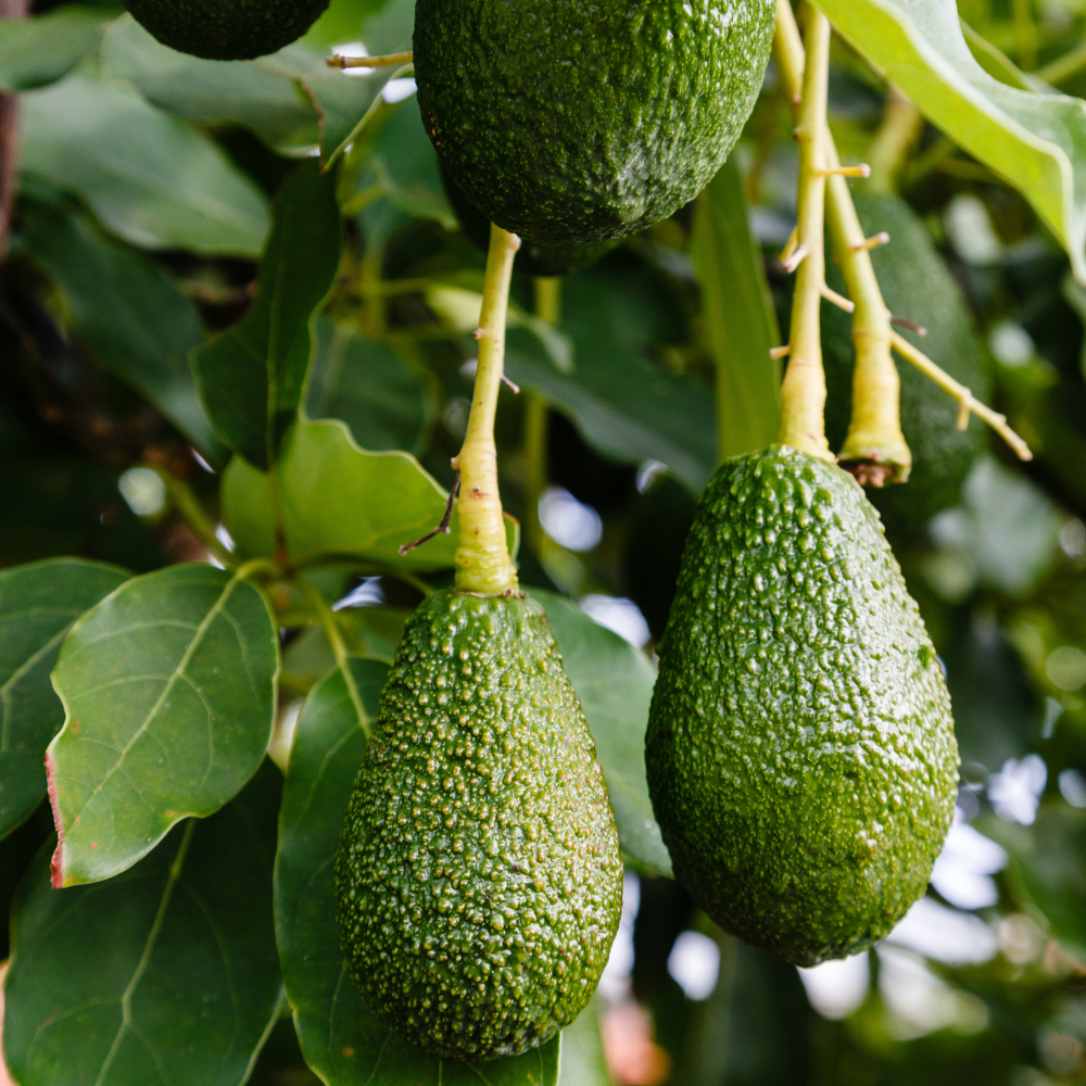 (No Ship to CA,HI,AK) Avocado Live Fruit Tree, 3 Gallon Pot, Vigorous Evergreen Plant for Edible Landscapes, Sturdy Subtropical Shade Tree for Creamy Harvests & Lush Green Foliage
