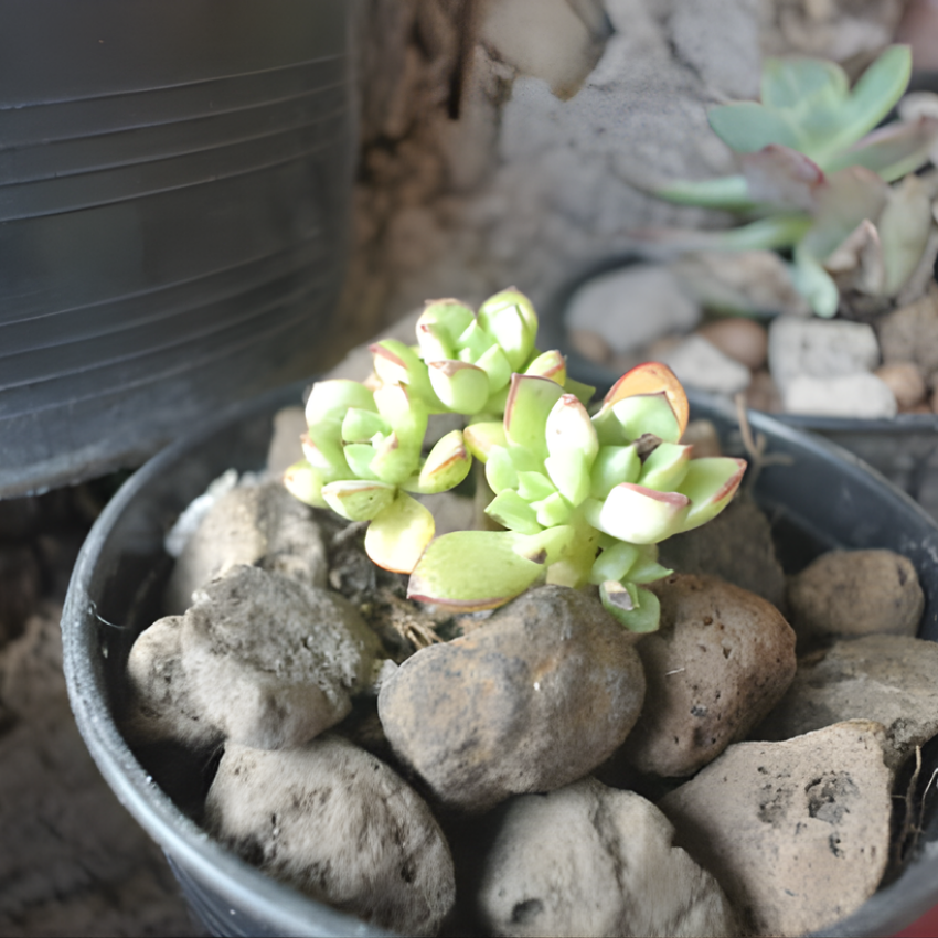 Anacampseros Telephiastrum, Variegatum Sunrise Succulent in 2 Inch Pot, Perfect for Indoor Accent Décor, Minimalist Spaces & Gift Giving