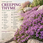 250 Pcs Creeping Thyme Seeds for Planting Outdoors, Non-GMO Heirloom Ground Cover, Fragrant Pink Blooms for Gardens & Walkways