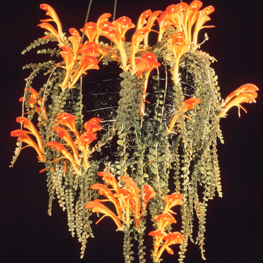 Columnea Long Leaf Goldfish Cactus Plant Live | 4-6 Inch Tall | Stunning Trailing Indoor Plant | Long Foliage with Bright Blooms for Hanging Baskets | Suitable for Gifts