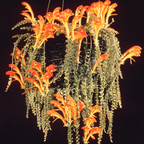 Columnea Long Leaf Goldfish Cactus Plant Live | 4-6 Inch Tall | Stunning Trailing Indoor Plant | Long Foliage with Bright Blooms for Hanging Baskets | Suitable for Gifts