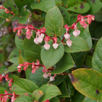 Live Salal, 6" Bare Root Starter Plant, Cold-Hardy Gaultheria Shallon Evergreen, Well-Rooted Native Shrub for Shade Gardens