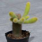 Monkey Tail Cactus Live Plant, 2 Inch Pot, Potted Cleistocactus Colademononis, Unique Fuzzy Hanging Cactus for Home and Office Décor