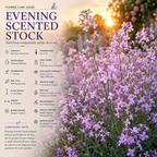 2500 Pcs Evening Scented Stock Seeds, Non-GMO Heirloom Fragrant Flowers, Low Maintenance Cold-Hardy Night Blooms for Yard Borders & Patios