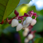 Live Salal, 6" Bare Root Starter Plant, Cold-Hardy Gaultheria Shallon Evergreen, Well-Rooted Native Shrub for Shade Gardens