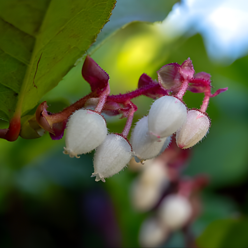 Live Salal, 6" Bare Root Starter Plant, Cold-Hardy Gaultheria Shallon Evergreen, Well-Rooted Native Shrub for Shade Gardens