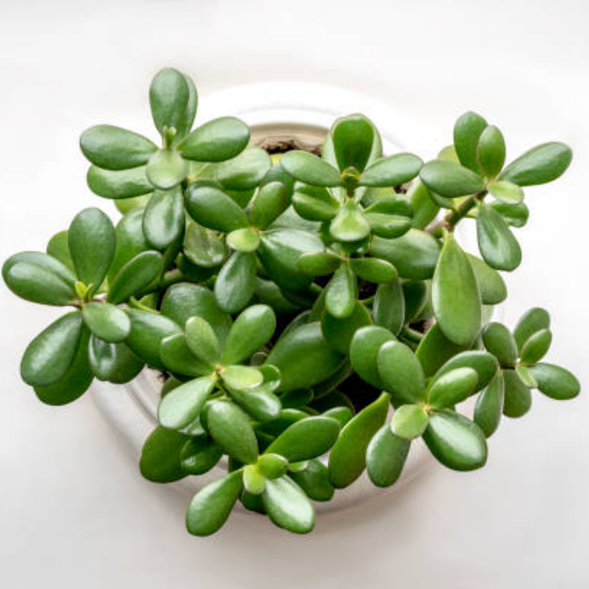 2 Succulents Plants Live Jade Plant Crassula Ovata, Live Mini Succulents Plants in 2 Inch Pot, Low Maintance, Unique Collections for Beginners