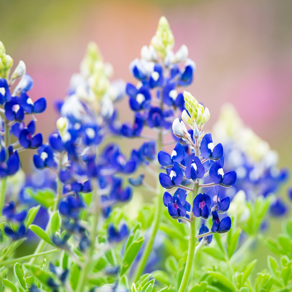 50 Pcs Texas Bluebonnet Seeds for Planting Outdoors, Non-GMO Heirloom Wildflowers, Low Maintenance Blue Floral Spikes for Yard Borders