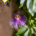 3 Count Live Purple Passiflora Starter Plant | Produce Purple Flower | for Trellis, Hedge 4 to 8 Inch Tall | Maypop Live Plant| Well-Rooted for Home & Garden