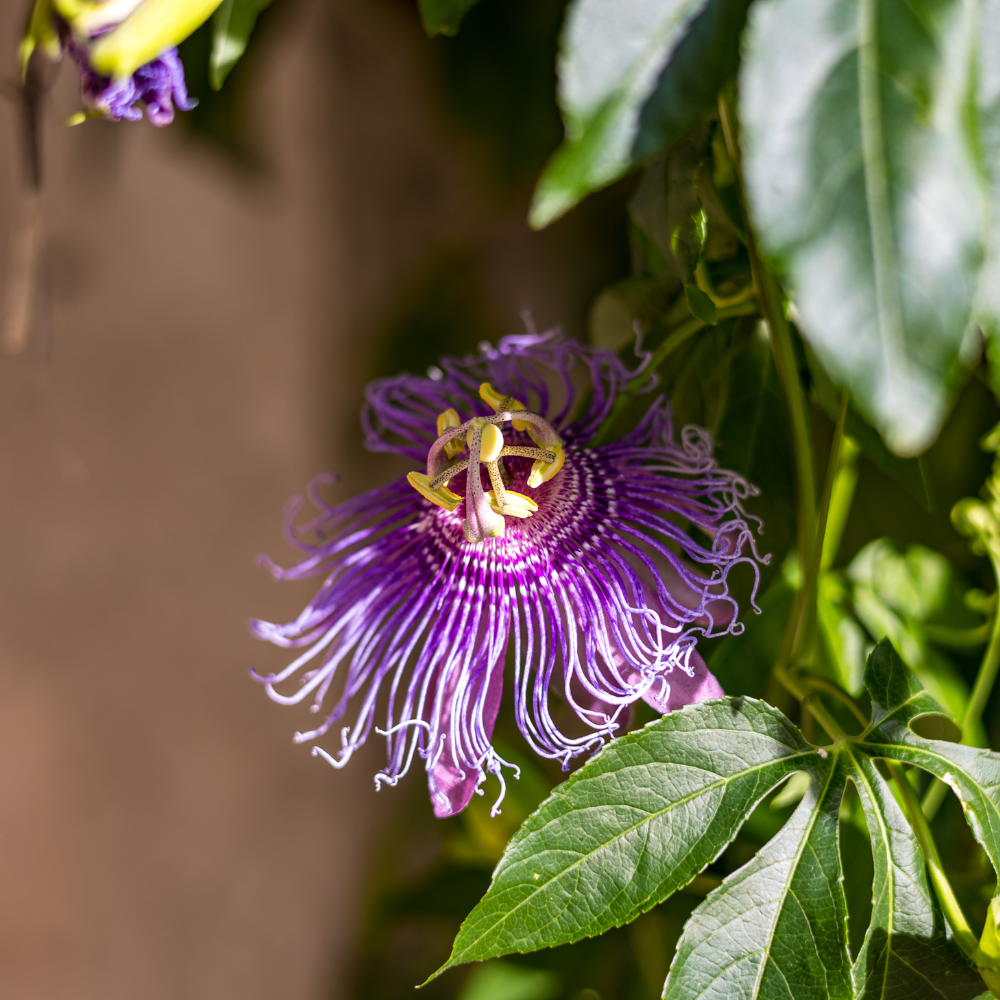 3 Count Live Purple Passiflora Starter Plant | Produce Purple Flower | for Trellis, Hedge 4 to 8 Inch Tall | Maypop Live Plant| Well-Rooted for Home & Garden