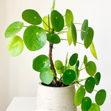 2 Chinese Money Plant Live House Plant in 2 Inch Pot, Pilea Peperomioides Plant Live, Attractive Indoor Greenery for Desks, Shelves & Small Spaces, Real Plants for Home & Office Décor