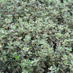 2 Thyme Plants Live, Lemon Thyme, Aromatic Potted Herb, Well-Rooted 4" Plant for Indoor Windowsills and Outdoor Spots