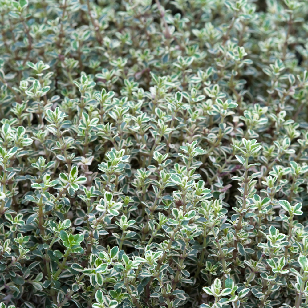 2 Thyme Plants Live, Lemon Thyme, Aromatic Potted Herb, Well-Rooted 4" Plant for Indoor Windowsills and Outdoor Spots