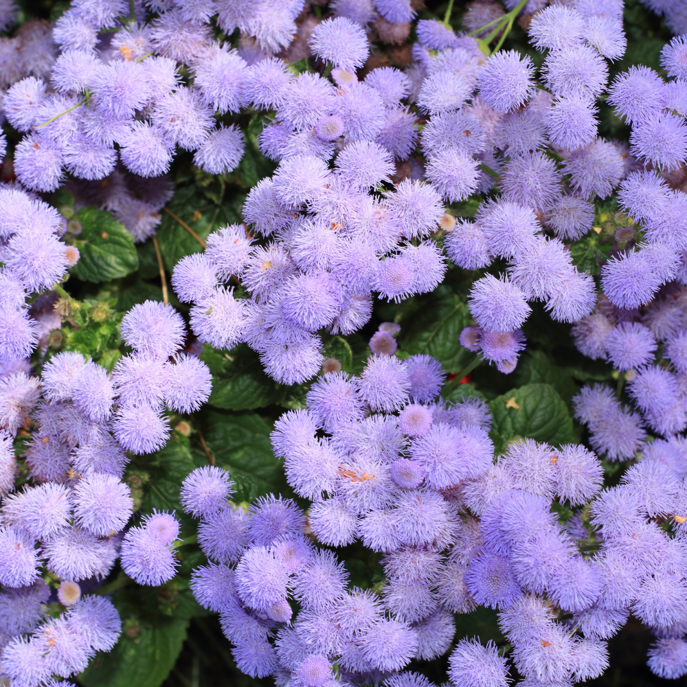 120 Pcs Dwarf Blue Mink Ageratum Seeds for Planting Outdoors, Non-GMO Heirloom Fluffy Flowers, Low Maintenance Powder Blue Blooms for Yard Borders