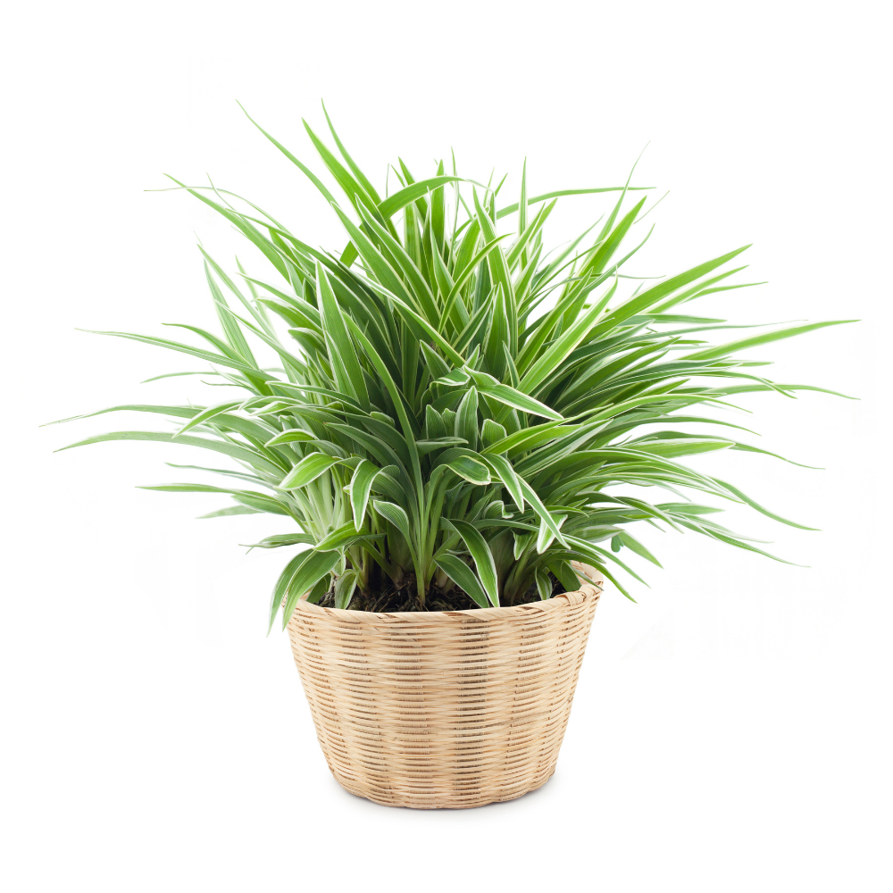 2 Curly Spider Plant Live in 4 Inch Pot, Live Spider Plants Indoor, Air-Purifying, Low Maintenance, Perfect for Home and Office Décor, Easy Care Starter Plants