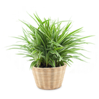 2 Curly Spider Plant Live in 4 Inch Pot, Live Spider Plants Indoor, Air-Purifying, Low Maintenance, Perfect for Home and Office Décor, Easy Care Starter Plants