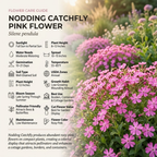 300 Pcs Nodding Catchfly Seeds, Heirloom Non-GMO Wildflowers, Low Maintenance Cold-Hardy Drooping Pink Blooms for Yard Borders