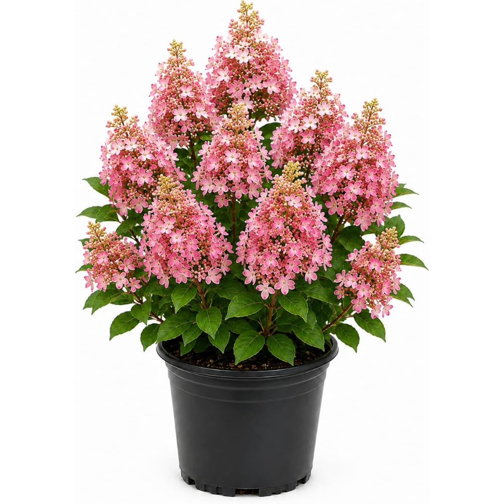 Little Quick Fire Hydrangea Plants Live, Live Hydrangea Plant in Quart Pot, Well-Rooted Cold-Hardy Shrub, Two-Toned Blooms for Gardens