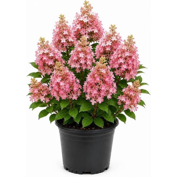 Little Quick Fire Hydrangea Plants Live, Live Hydrangea Plant in Quart Pot, Well-Rooted Cold-Hardy Shrub, Two-Toned Blooms for Gardens