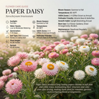 500 Pcs Paper Daisy Seeds for Planting Outdoors, Non-GMO Heirloom Everlasting Flowers, Low Maintenance Blooms for Cut Arrangements & Dried Floral Decor