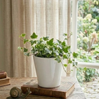 Wax Ivy Live Plants in 4 Inch Pot | Hardy Variegated English Ivy Indoor Plant for Fresh Home | Low-Maintenance Houseplant Ideal for Home Décor