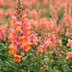 60 Pcs Chantilly Light Pink Snapdragon Seeds for Planting, Adaptable Cold-Hardy Flowers, Grow Robust, Low Maintenance Blooms for Yard Borders