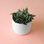 3 Peperomia Plant Live, Peperomia Napoli Nights in 2 Inch Pot, Rare Houseplant for Tabletop Display, Gifting and Indoor Collections