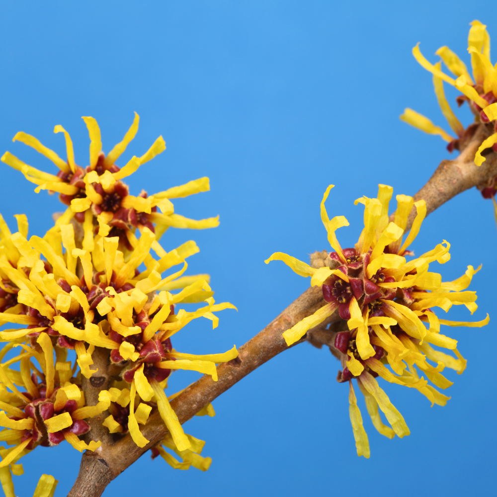 5 Pcs American Witch Hazel Seeds, Heirloom Non-GMO Native Shrub for Late Fall Blooms, Sturdy Fragrant Yellow Flowers for Yard Borders
