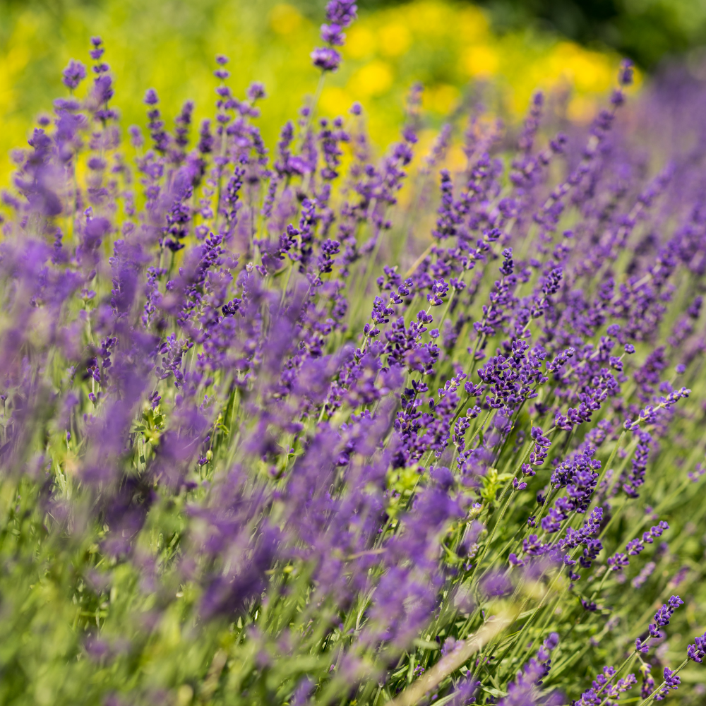 English Lavender Plants Live Outdoor and Garden, 3-Inch Pot, Cold-Hardy English Lavender for Patios, Borders, and Pathways