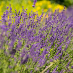 English Lavender Plants Live Outdoor and Garden, 3-Inch Pot, Cold-Hardy English Lavender for Patios, Borders, and Pathways