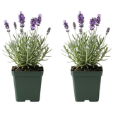 2 English Lavender Live Plant, 3 Inch Pot, Potted Lavandula Angustifolia, Fragrant Purple Flowering Shrub for Garden and Patio