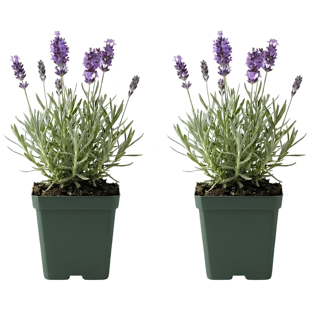 2 English Lavender Live Plant, 3 Inch Pot, Potted Lavandula Angustifolia, Fragrant Purple Flowering Shrub for Garden and Patio
