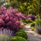 Purple Smoke Bush Plant, 4" Pot - 12-18 Inch Tall, Vigorous Growth Habit with Vibrant Red Autumn Leaves, Live Tree for Modern Landscapes