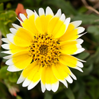 150 Pcs Tidy Tips Seeds for Planting Outdoors, Non-GMO Heirloom Wildflowers, Sturdy Low Maintenance t Blooms for Sunlit Yard Borders