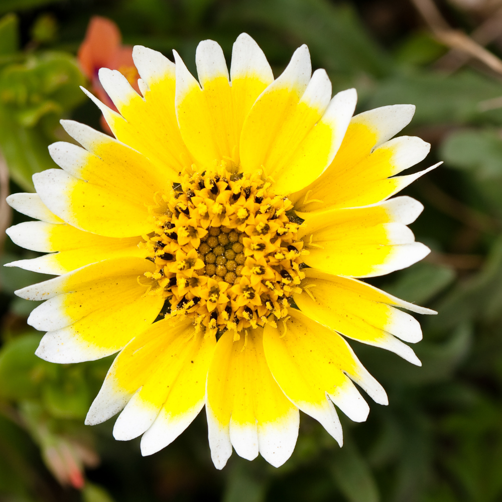 150 Pcs Tidy Tips Seeds for Planting Outdoors, Non-GMO Heirloom Wildflowers, Sturdy Low Maintenance t Blooms for Sunlit Yard Borders