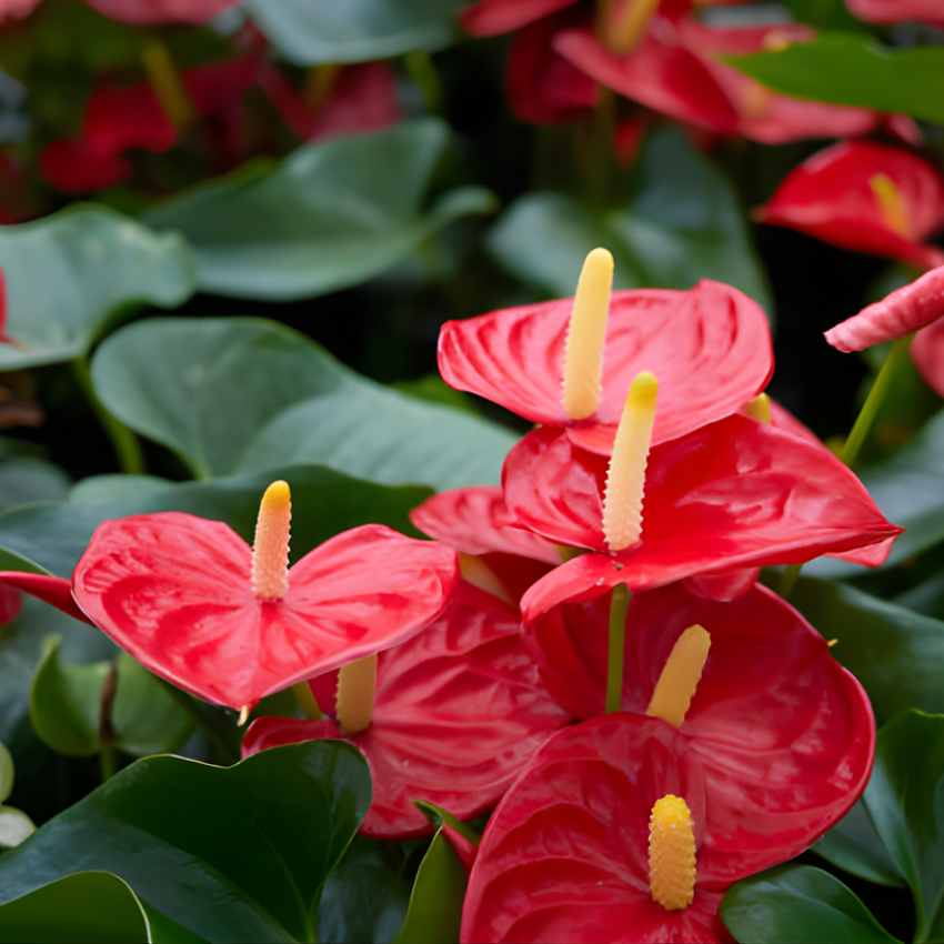 Red Anthurium Live Plant in 4 Inch Pot, Live House Plants, Great for Home & Office Styling, Succulent Arrangements & Beginner Growers